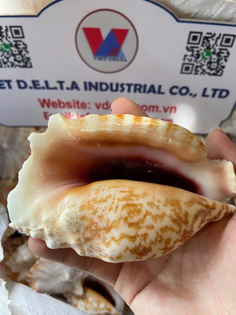 Polished conch seashell from Vietnam supplied by VDELTA – premium natural seashell product for decoration, handicraft, and global export.
