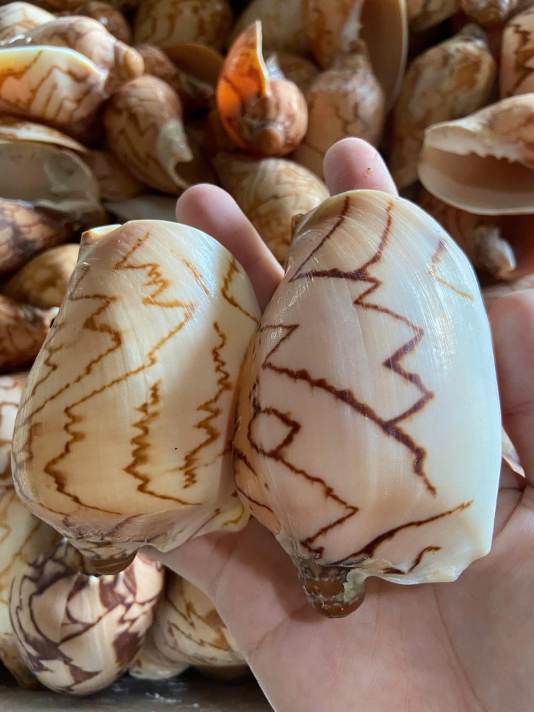 Two premium conch seashells from Vietnam supplied by VDELTA – natural, polished, and export-quality seashell products for décor and handicraft.
